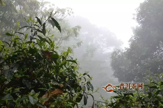 南糯山普洱茶比较：哪个的茶更好？