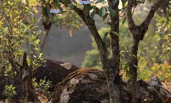 普洱茶最出名的产地：云南，古树茶，陈年老茶，品鉴与购买指南