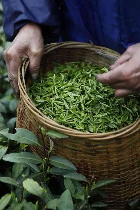 黄芽茶叶是什么茶：茶种、茶类、制作及所属茶类的解析