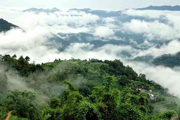 2007年千家寨普洱茶价格，市场参考，古树茶，云南茶叶，投资收藏