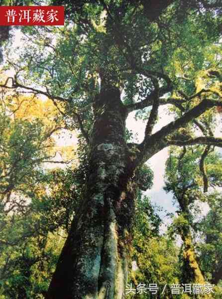 2007年千家寨普洱茶价格，市场参考，古树茶，云南茶叶，投资收藏