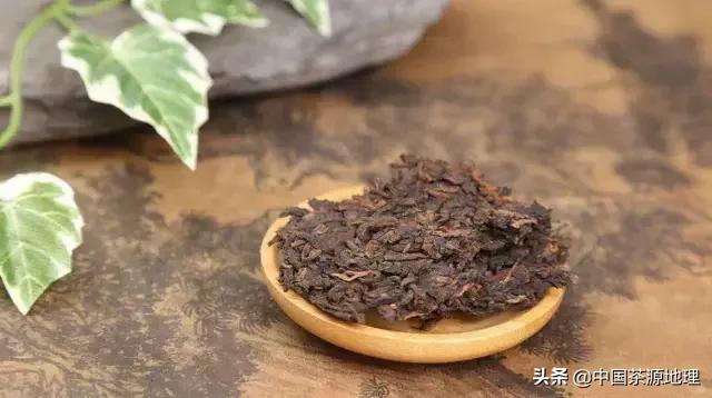 易武普洱茶：叶种、植物与品种解析