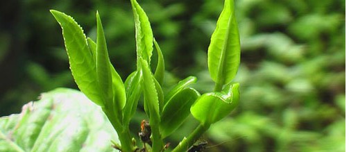 易武普洱茶：叶种、植物与品种解析