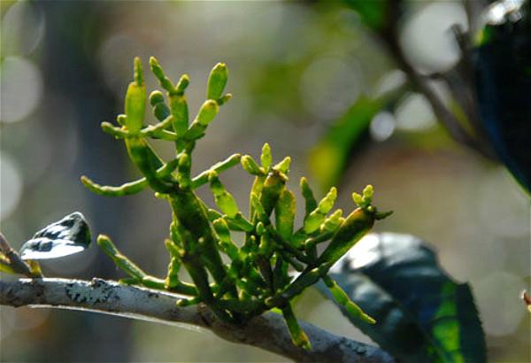 易武普洱茶：叶种、植物与品种解析