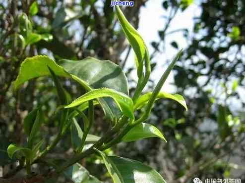 易武普洱茶：揭秘其独特的叶种与品质特性