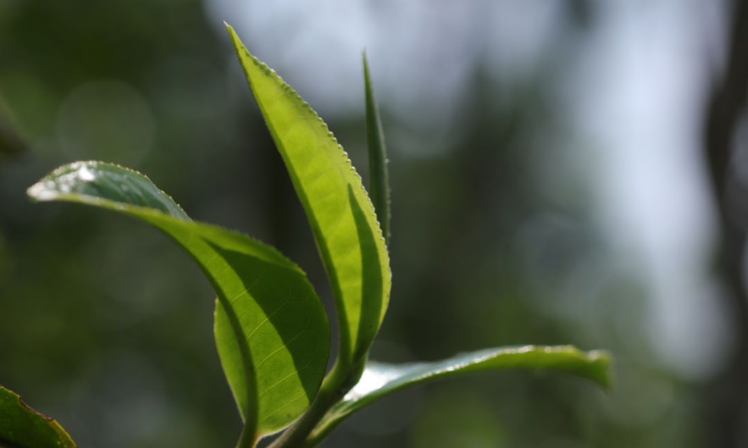 易武普洱茶特点口感：品味独特，功效显著