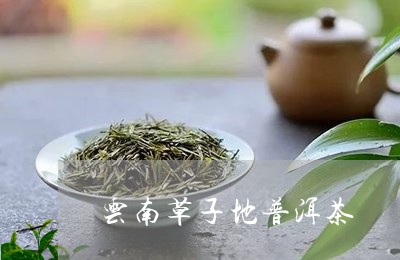 普洱和草-普洱和草能一起泡吗