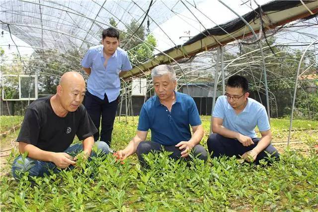 青岛优质茶叶价格实的购买地点