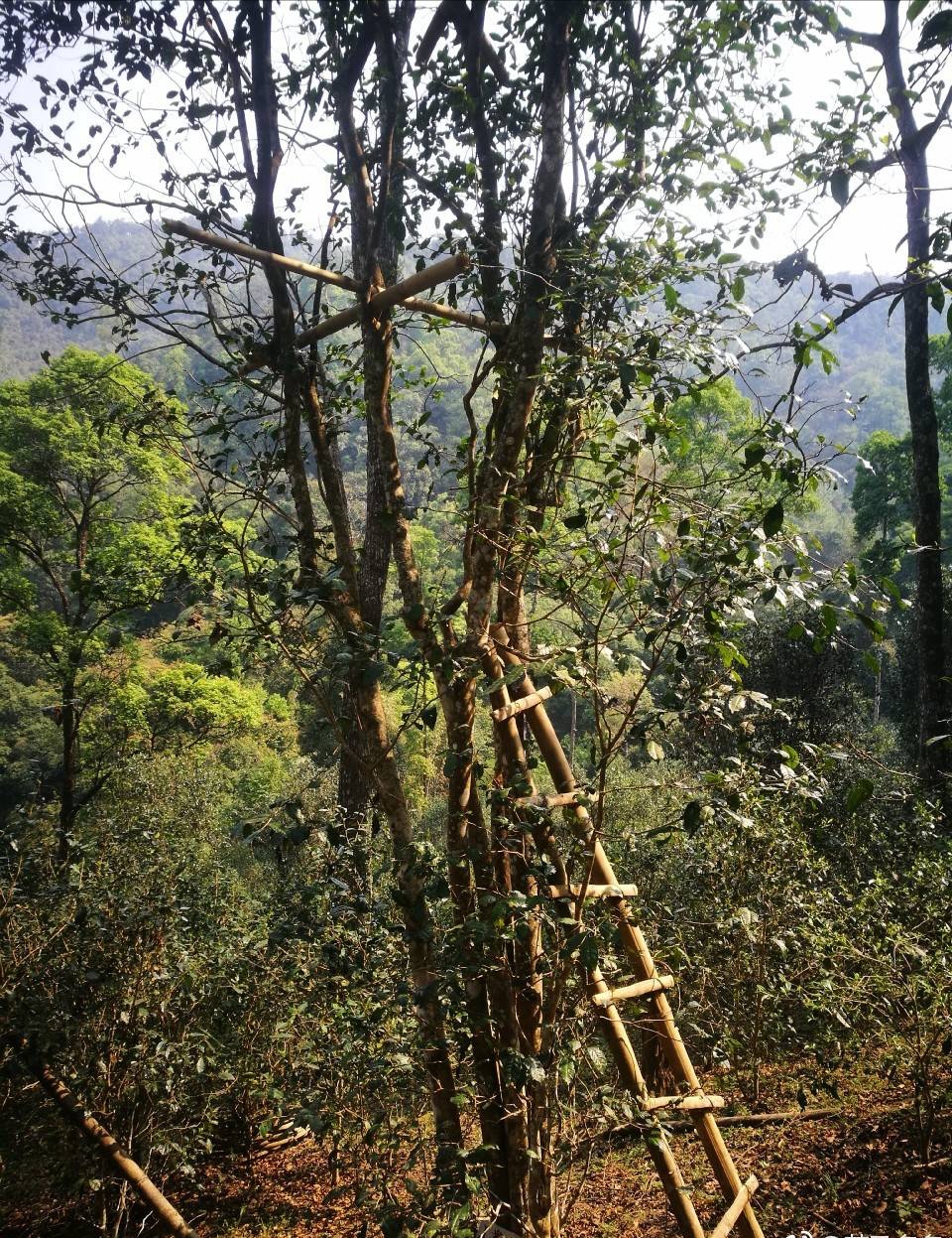 新 品质上乘的薄荷塘普洱茶二类，独特风味及其经济实价格全解析