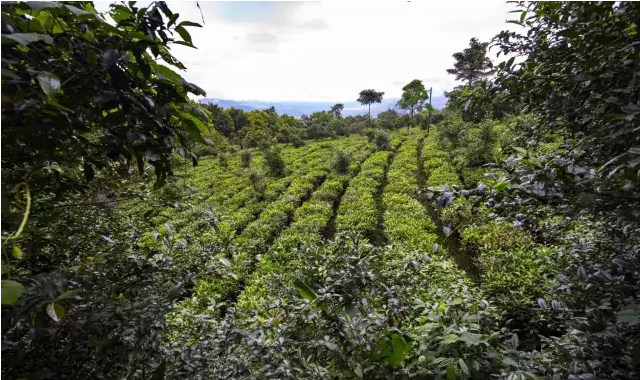 名山古树普洱茶：各大厂家的精选经典之作