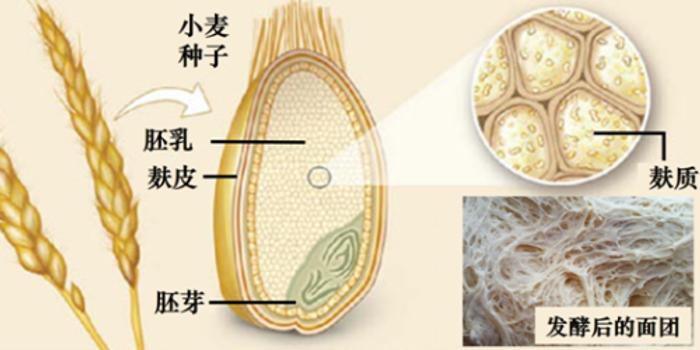 普洱茶摄入与脂肪瘤生长的关联：科学研究和个体差异的影响