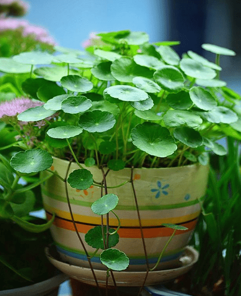 铜钱草与普洱茶的兼容性：如何正确浇灌以保持茶叶品质？