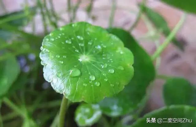 铜钱草与普洱茶的兼容性：如何正确浇灌以保持茶叶品质？