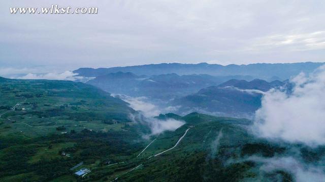 冰岛老寨山上山下普洱茶