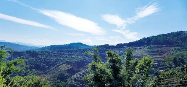 冰岛老寨山上山下普洱茶