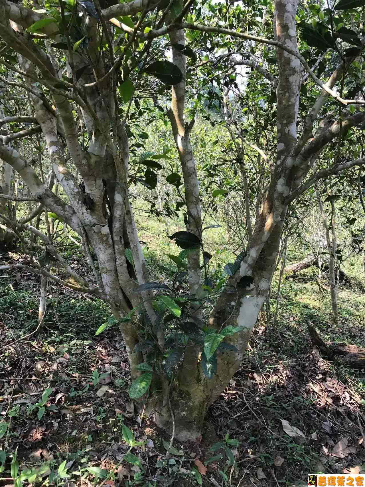 探秘普洱茶制作的艺术：如何巧妙地展现其独特魅力与风味