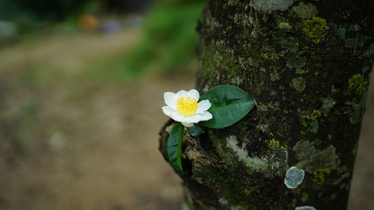 普洱茶饼颜色：黑色和红色是否属于正常现象？