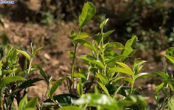 老虎寨普洱茶口感怎么样