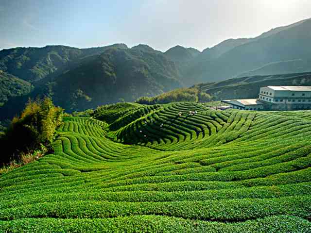 云南勐海茗缘茶业：从茶叶种植到品质保证的全方位解答