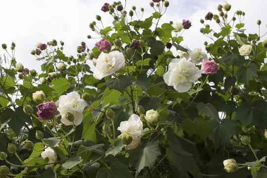 白色芙蓉实的品种、食用价值及栽培方法全面解析