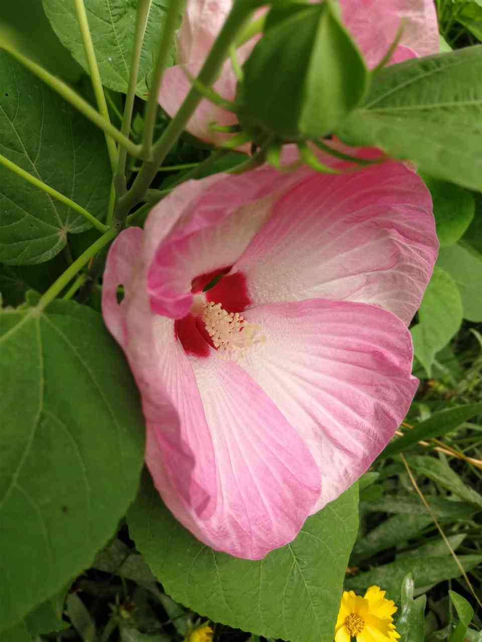 芙蓉种有白色的吗