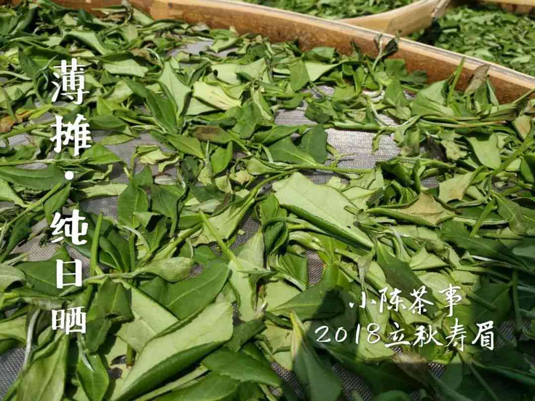 探索普洱茶香气的奥秘：现代制茶工艺与独特发酵过程的关系