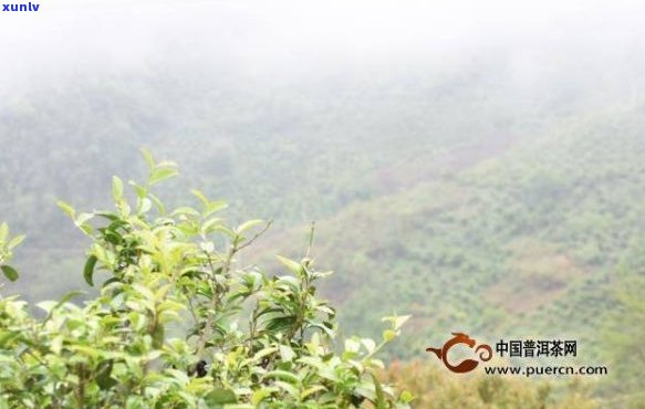 云南普洱茶十大茶山思：思产区著名茶山及它们的特点。