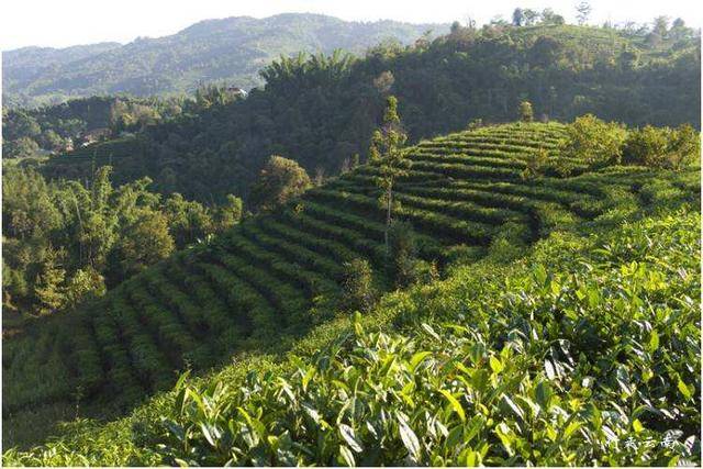 云南普洱茶十大茶山思：思产区著名茶山及它们的特点。