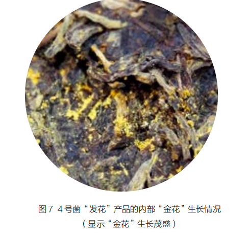 普洱茶冠突散囊菌的作用和溶解性：探究普洱茶中的独特益生菌