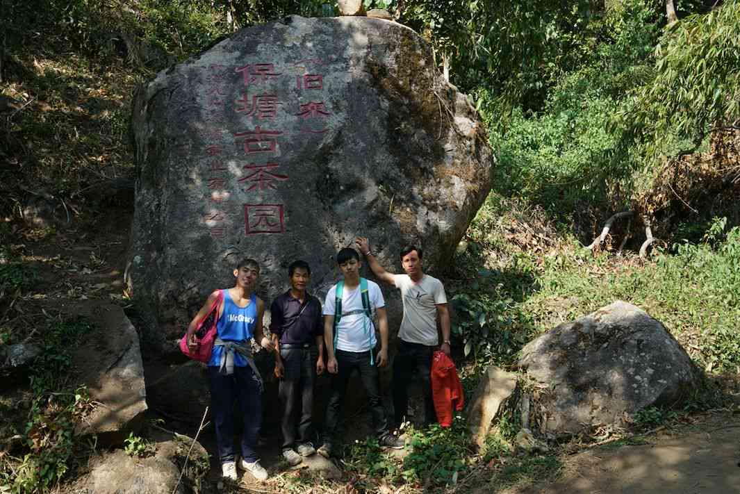 老挝各地山头的普洱茶特色与产地详细介绍，助你全面了解老挝普洱茶