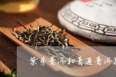 紫芽普洱茶的产地在哪里？它与其它普洱茶有何不同？