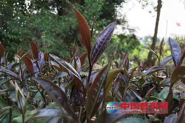 紫芽普洱茶哪里喝：一处品味的探索