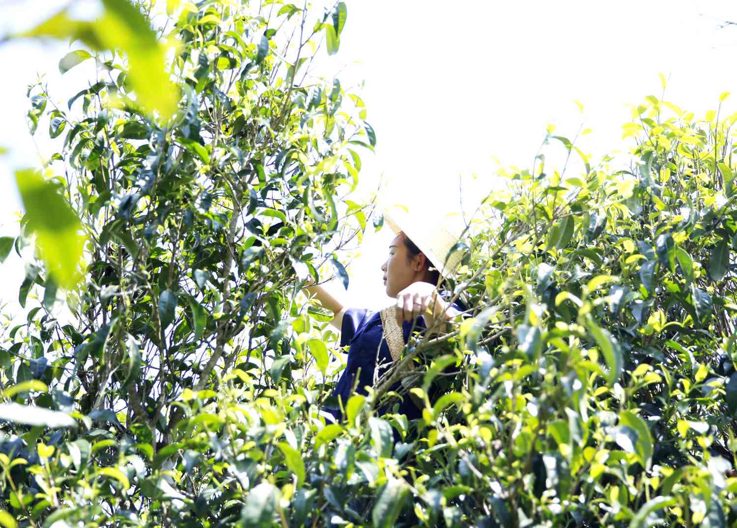 '普洱茶小树茶的收藏价值及影响因素全面解析'