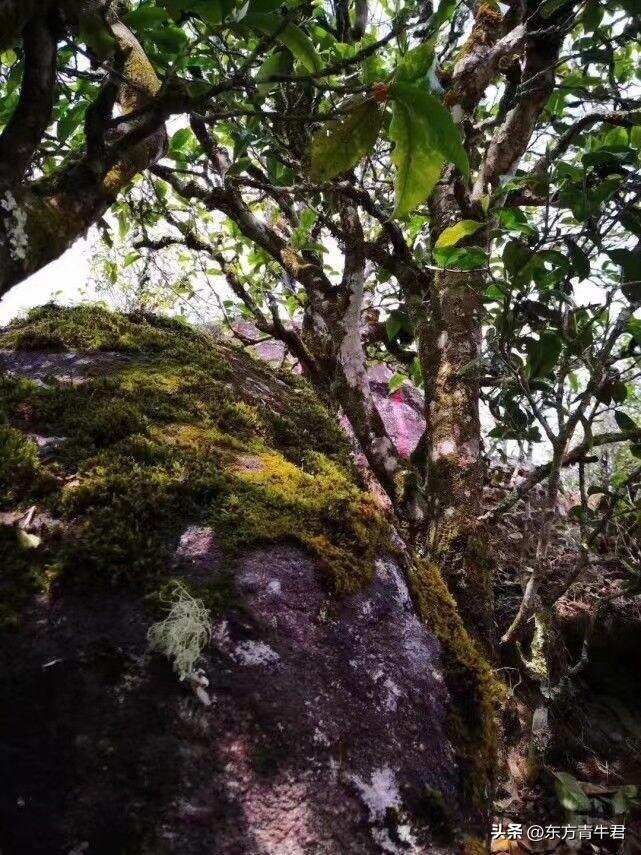 普洱茶古树小树台地区分