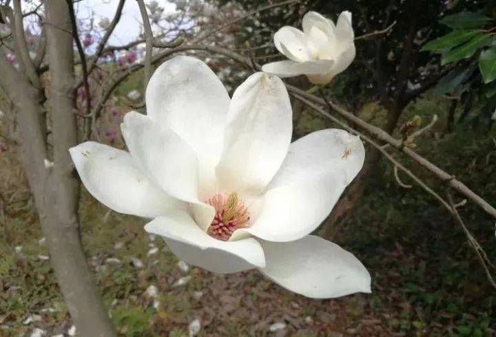 白玉莲植物：一种雅致之美与神秘魅力共存的花卉