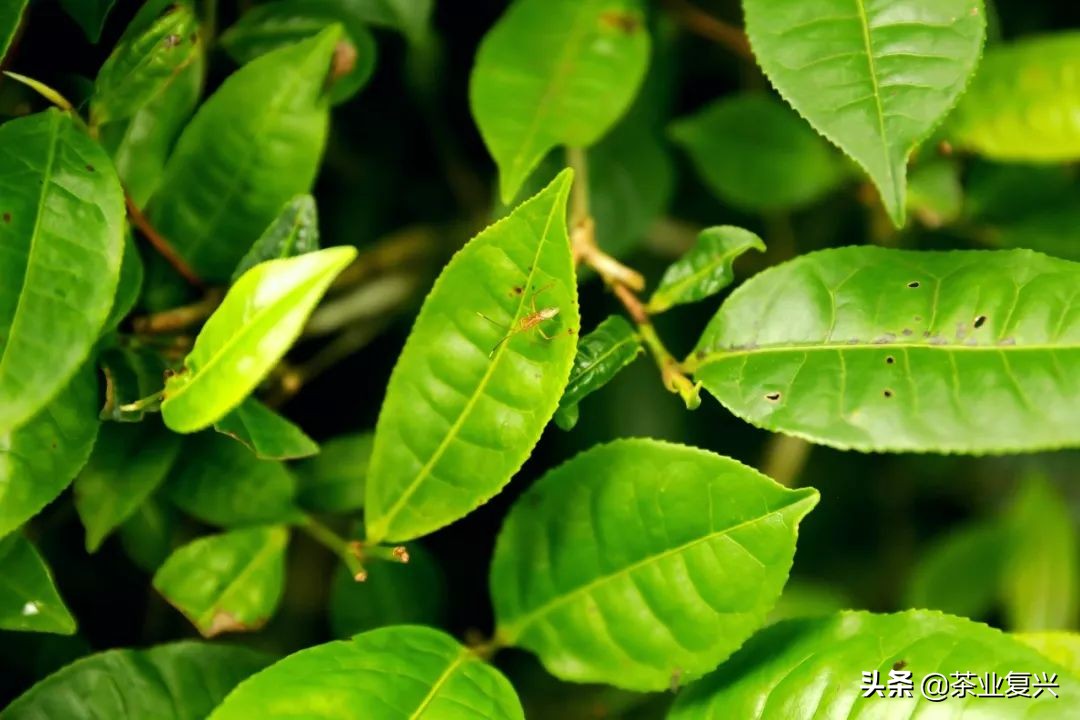 全面了解布朗族特色普洱茶：品种、制作工艺、口感与功效的详细解析