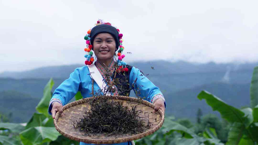 布朗族特色普洱茶是什么