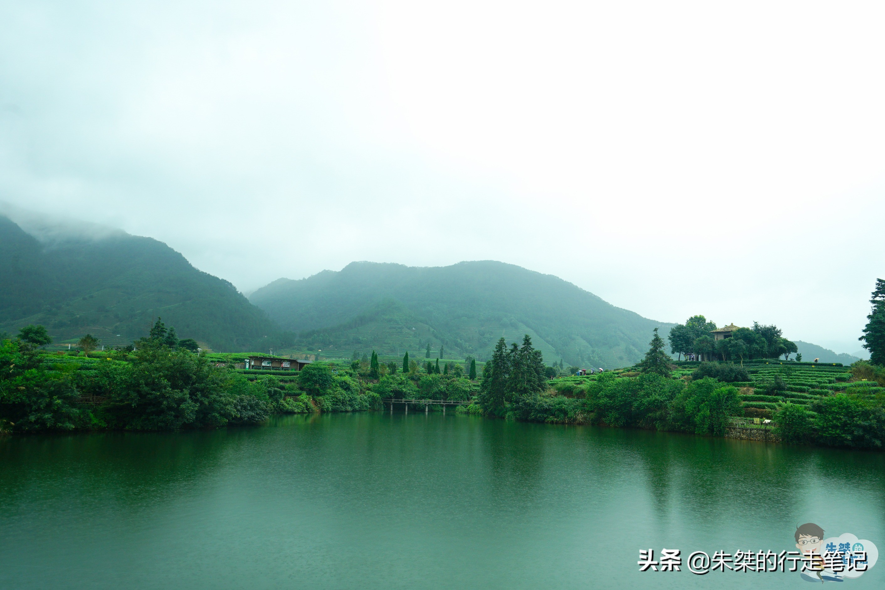 探索丽水茶乡：产自这里的茶叶品种及独特风味