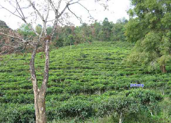 北京普洱茶专营店：品味古树韵味，感受茶文化魅力