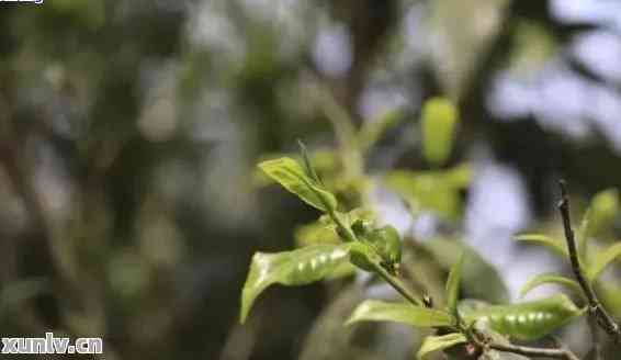 普洱茶有花香味吗？主要有哪些种类？普洱茶的花香是如何产生的？