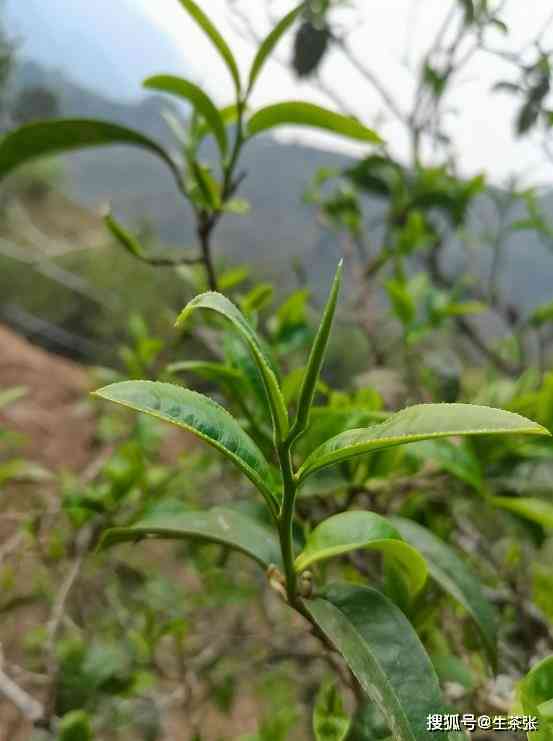 普洱茶饼：大叶与小叶的优劣比较，为您选购茶叶提供全面指南