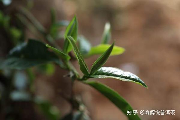 普洱茶大小叶种区别：大叶种与小叶种的异同，哪种更好？