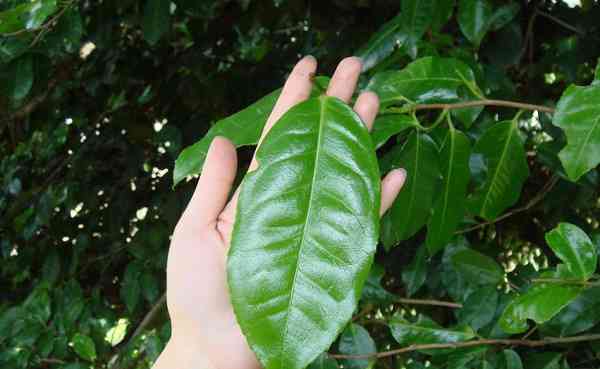 普洱茶饼大叶还是小叶好