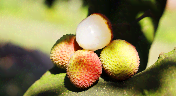 君子兰与普洱茶：一场味觉宴的对比评测