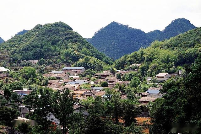 老龙寨普洱茶产地最新信息大揭秘