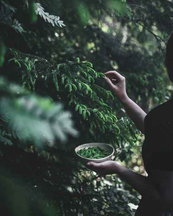 探究生命之叶的神秘力量：从自然疗法到心灵治愈