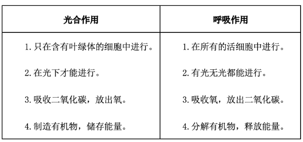 生命之叶：全面解构、功效、用途与安全性分析