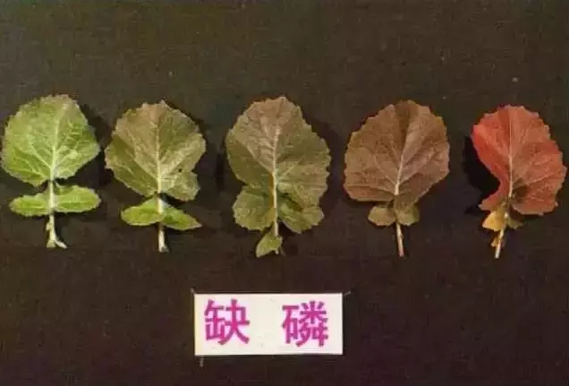 如何选择合适的玉旺桃花？形状因素分析与推荐