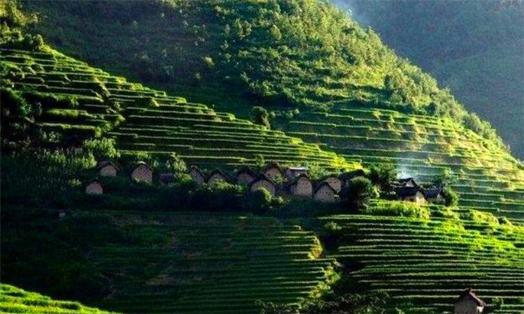 普洱茶产地推荐：优质茶叶的天堂之地