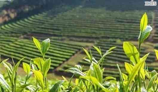 普洱茶产地推荐：优质茶叶的天堂之地